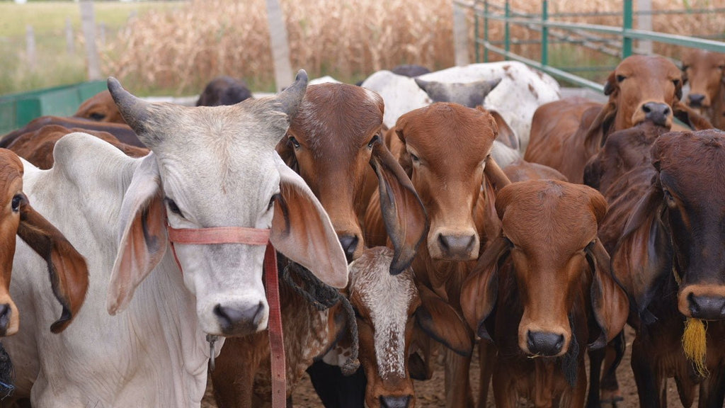 How to Start Dairy Farming Business in India